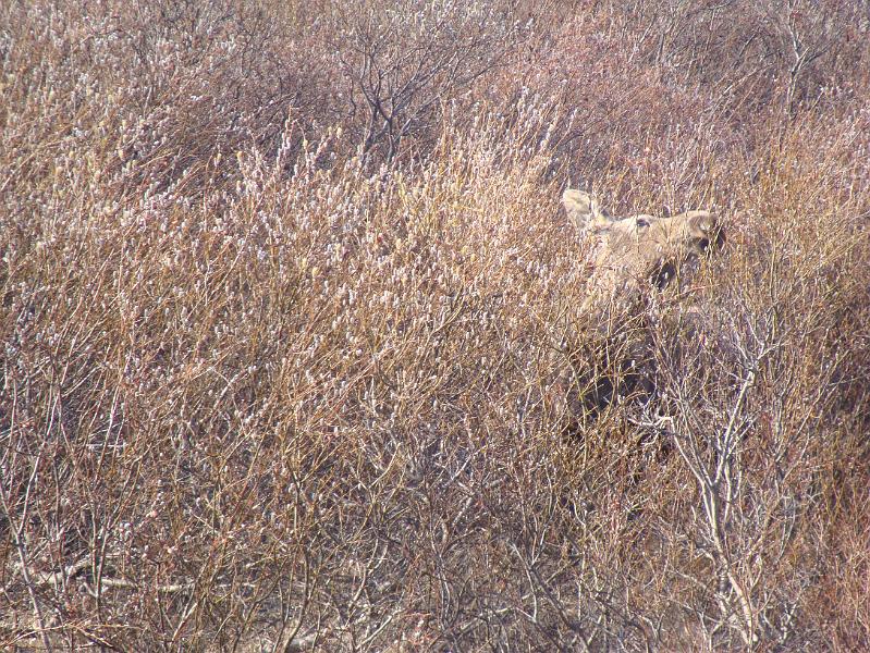 Alaska 2008 038.jpg